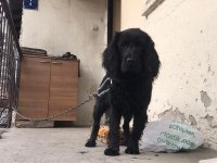 Acil sahiplendirilecek american cocker