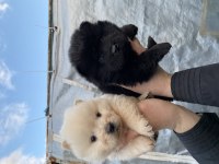 Mükemmel kalite CHOW CHOW yavrular