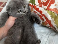 2 aylık scottish fold