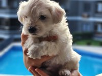 0 numara maltese terrier bebekler