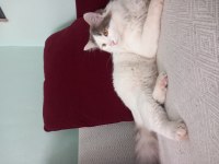 NORVEÇ ORMAN KEDİSİ BAL GÖZÜMÜZ YASTIK