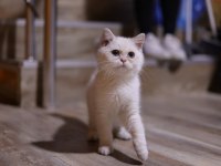SAFKAN ERKEK KEDİMİZ SAHİBİNİ ARIYOR