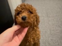 Kore Poodle Bebekler