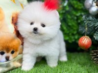 Pomeranian yavrumuza yuva arıyoruz