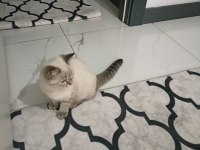 3 aylık siyam kedimi sahiplendirme