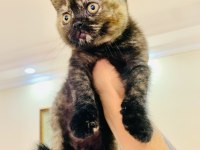 British Shorthair Dişi Black Tortie Kedimiz