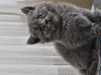 Erkek british shorthair yavru mama ve kum alışkanlığı mevcut