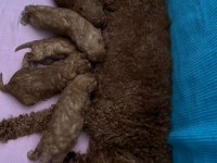 Kendi kızımızın yavruları orjinal red toy poodle