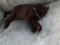 Scottish fold yavrusu
