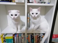 Beyaz Kedilerimizi Sahiplendirme Niğde