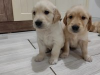 GOLDEN RETRİEVER KÖPEĞİ
