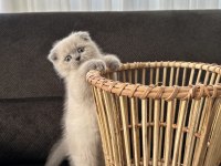 3 aylık erkek blue point yavru scottish fold