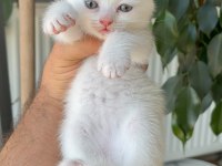 Kar beyaz scottish fold pamuklar teslime hazır