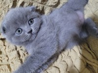 Top kafa scottish fold