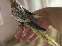 45 Günlük Ev Ortamından Sultan Papağanı