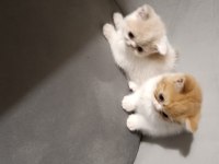 Exotic shorthair 2 aylık erkekler