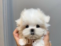 Micro boy morkie bebekler ev ortamı (uygun)