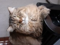 British longhair paşamıza eş arıyoruz