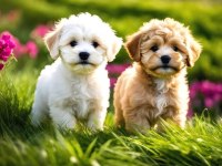 Ev üretim maltipoo bebeklerimiz