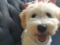 Maltipoo oğluma acil yuva
