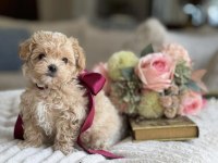Orjinal Kore Anne Babadan Maltipoo Yavrular 