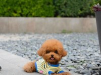 OJİJİNAL TOY POODLE