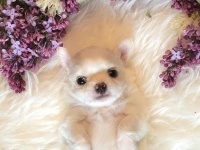 Sevimli Chihuahua Yavru