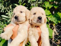 Baby Face Golden Retriever Yavruları