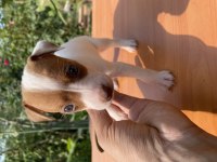 Afacan jack russell köpekler