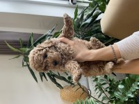 3 adet asıl safkan toy poodle