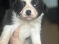 Border Collie yavruları