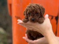 Güvenilir Çiftliğimizden Poodle