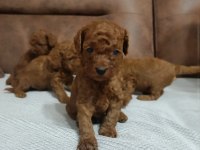 Kore Anne Babadan Orjinal Kore Dişi Poodle Yavrular