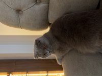 1.5 yaşında kısırlaştırılmış british shorthair