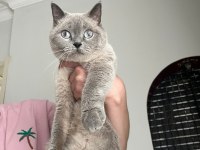 British shorthair yetişkin kedimiz