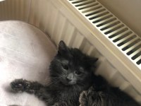 Maine Coon 7 Aylık Erkek