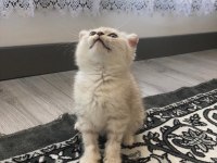 Scottish fold erkek kedimiz