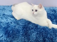 British shorthair sevimli cana yakın uysal