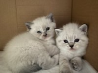 Dişi British Shorthair Yavrular