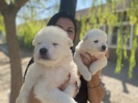 Sağlık ve ırk garantili samoyed yavrularım