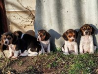 Elizabeth Beagle Köpeği Bebekleri