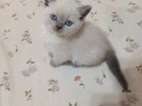 Küçük Minnak Kedilerim