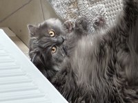 Kedimiz Bade için ömürlük yuvasını arıyoruz