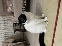 Ankara Kedisi Kırması