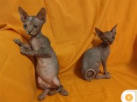 Sphynx Home 2 Aylık Bebekler