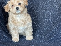 Maltipoo Yavrular
