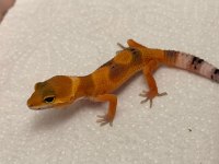 Morph garentili leopard gecko