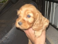 1.5 AYLIK COCKER YAVRULAR