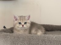 AY11 Erkek Ayı Kafa British Shorthair