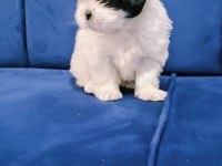 Shih tzu bebekler yeni yuvalarını arıyorlar
